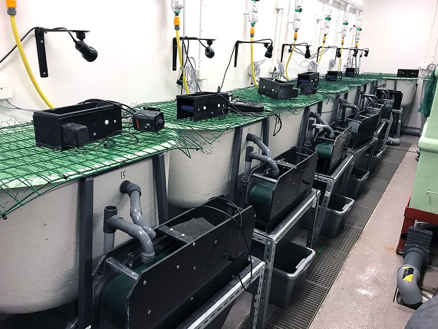 Lab interior with white and green fish lab tanks. Photo.