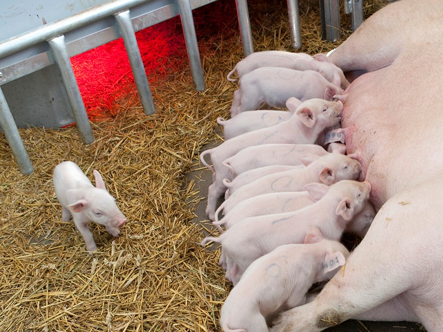Laying sow with suckling piglets. Photo.