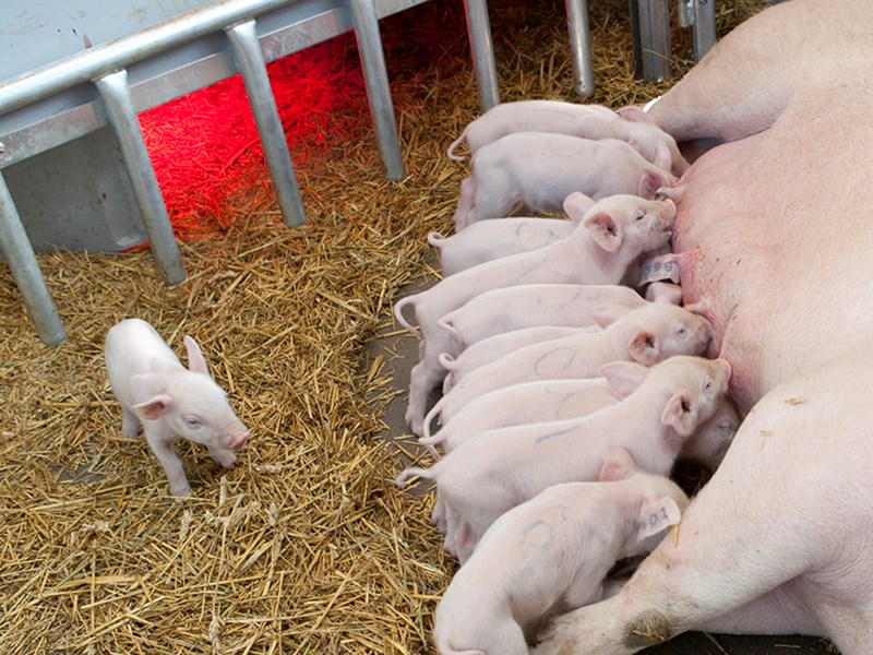 Laying sow with suckling piglets. Photo.