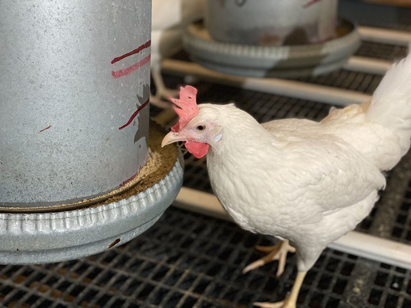 A white laying hen beside a hanging feeder made of aluminium. Photo.