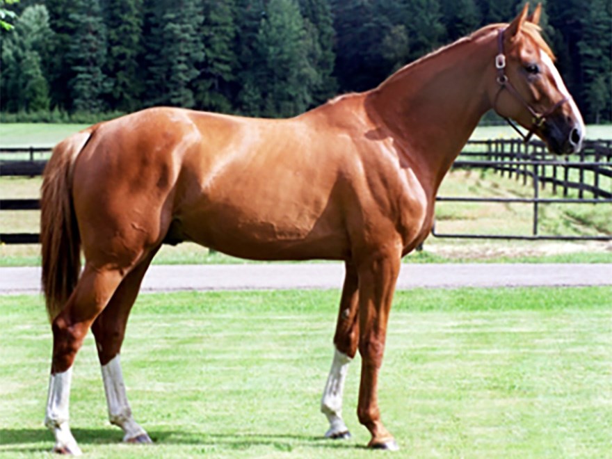En rödbrun häst med vit bläs och vita hasor, från sidan. Foto.