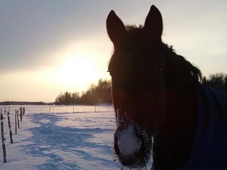 Närbild på en häst i en vinterhage, med mycket snö. Foto. 