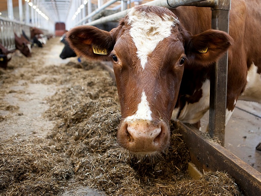 Close-up of red and white milk cow at the feeding table. Photo.