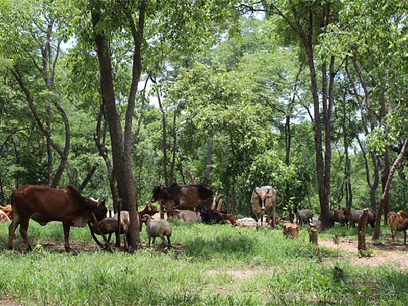 Livestock herd grazing in woodland. Photo. 