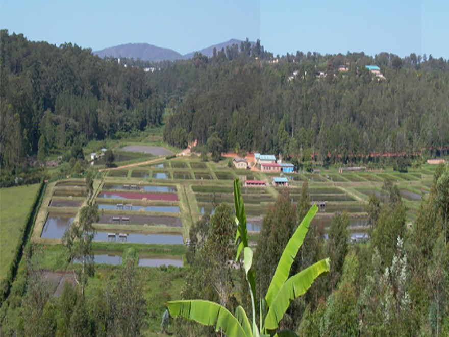 Aquaculture facilities in Rwanda. Photo. 