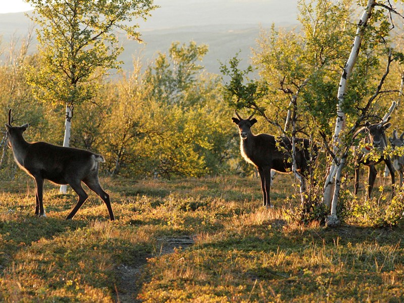 Tre renar i fjällskog på sommaren. Foto. 