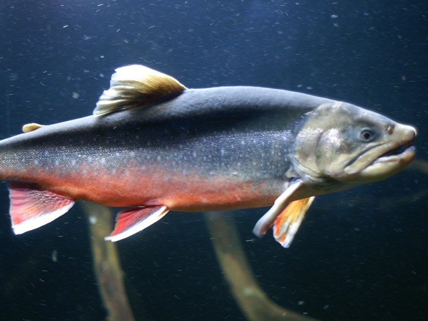 Trout in dark water. Photo.
