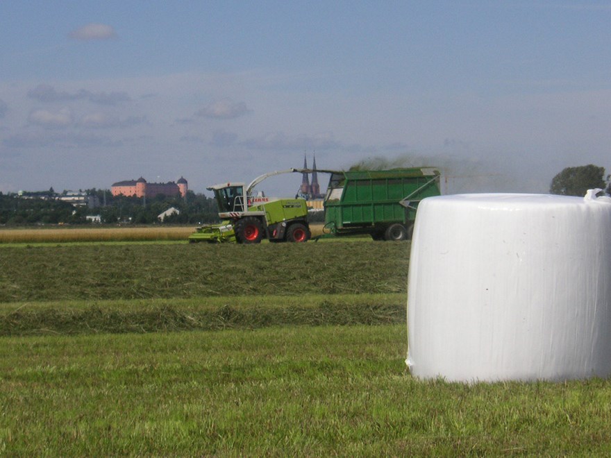 White round bale on field. Photo.