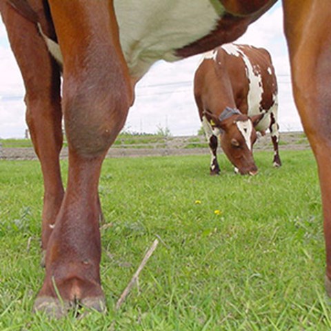 The legs of at cow at pasture. Photo.