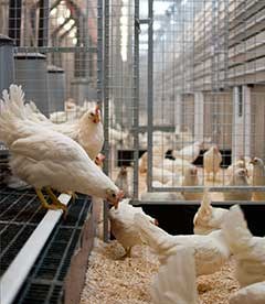 White hens indoors. Photo.