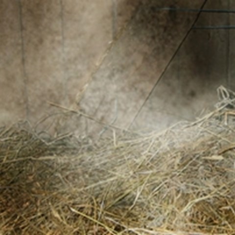Very dusty hay. Photo.