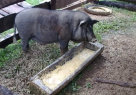En gris på en gård i Laos. Foto.