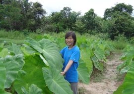 Picture of PhD student Lampheuy standing in field with Taro plants
