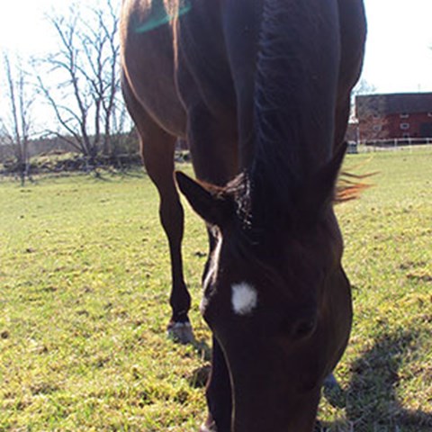 Mörkbrun häst som betar gräs, bild framifrån. Foto. 