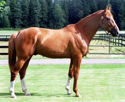 En rödbrun häst i en hage. Foto.