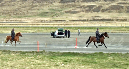 Två isländska hästar med ryttare. Foto.