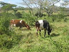 Two grazing cows in Uganda. Photo.