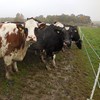 Cows in a muddy pasture.Photo.