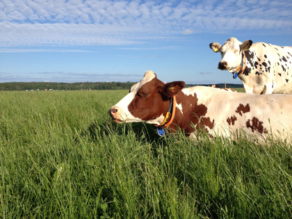 En liggande och en stående ko på bete. Foto.