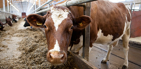 Close up of a dairy cow by the feed table. Photo.