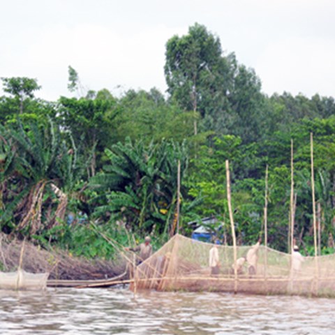 Fiske i Mekongdeltat. Foto.