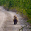 En björn på en väg. Foto.
