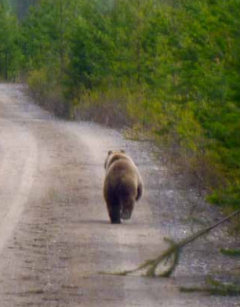 En björn på en väg. Foto.