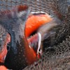 Red and gray fish in a fishing net. Photo.