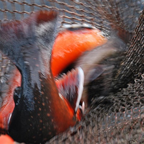 Röd och grå fisk i ett fisknät. Foto.