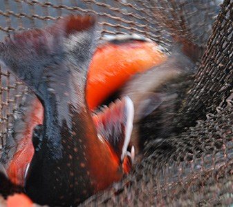 Röd och grå fisk i ett fisknät. Foto.