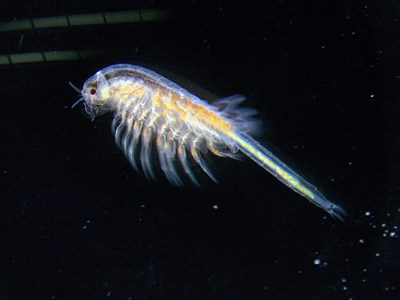 Adult artemia against black background. Photo.