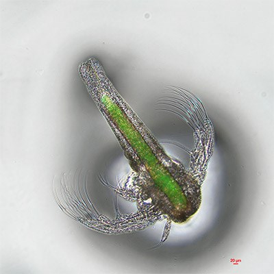 Grön artemia. Foto. 