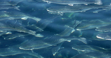 Farmed rainbow trout