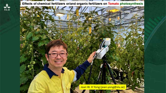 Jean Yong med tomatplantor i ett stort växthus. Foto.