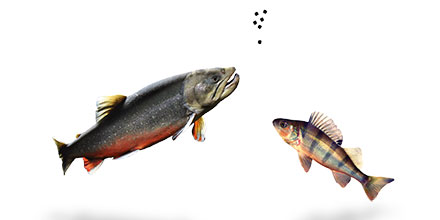 Två fiskar och luftbubblor. Foto.