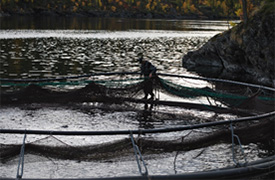 Närbild på fiskkasse i vattnet. Foto. 