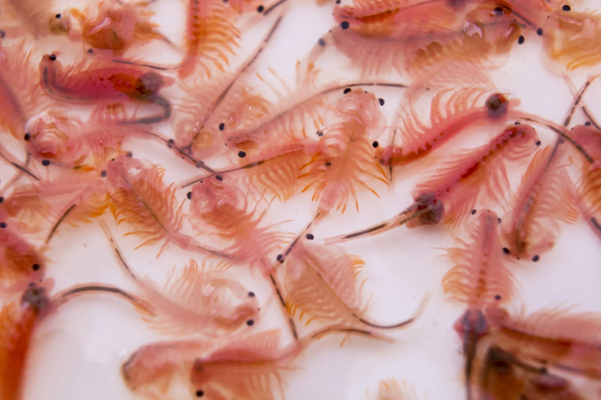 Live brine shrimp Nauplii. Photo.