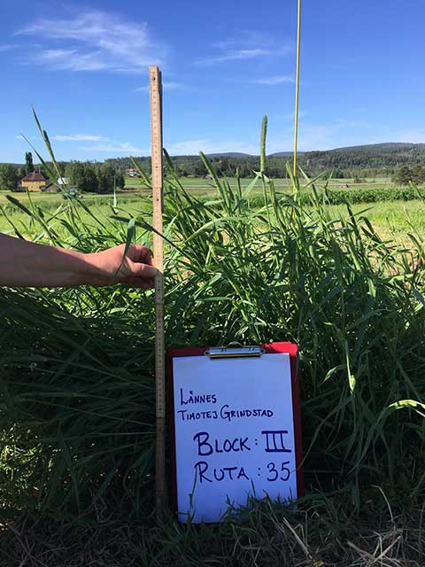 Provtagning slåttervall. Foto.
