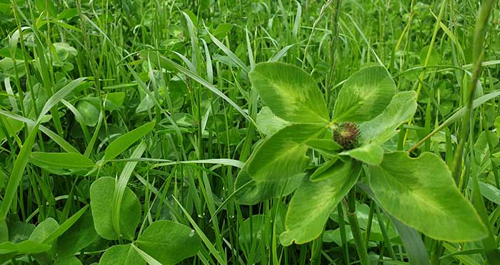Close up of grass and red clover. Photo.