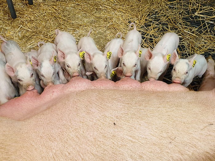 Diande smågrisar på en lång rad. Foto. 