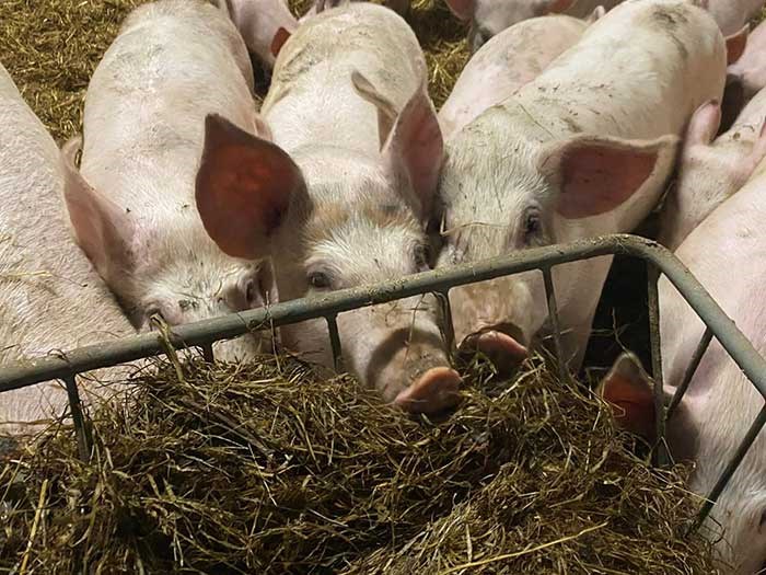 Grisar äter ensilage i foderhäck. Foto.