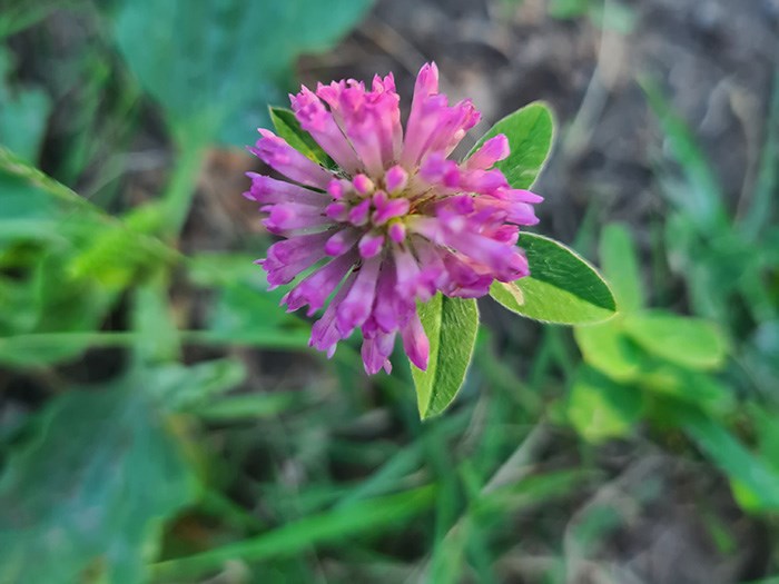 Närbild på en blommande rödklöver. Foto. 