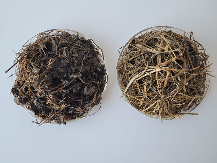 Rödklöverensilage och vitklöverensilage i två glasskålar. Foto.