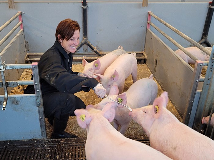 Salivprovtagning på grisar i en box. Foto. 