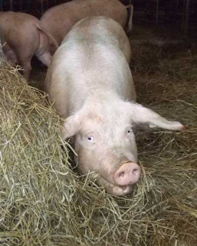 Sugga som äter ensilage från rundbal i storboxen. Foto.