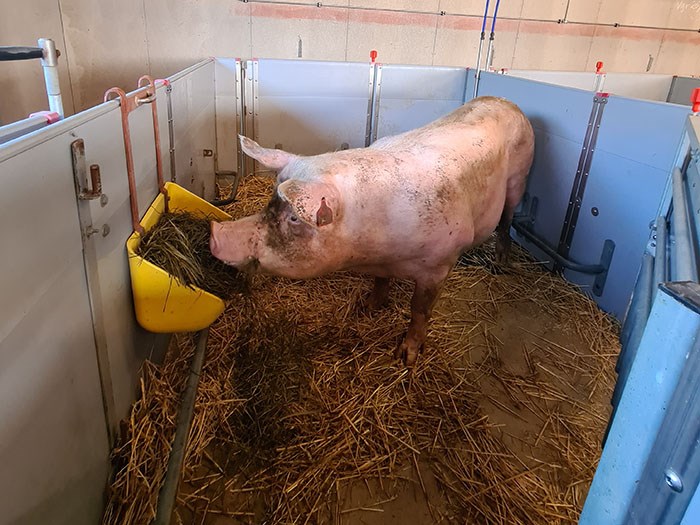 Sugga som står i en box med ensilage i foderhon.  Foto. 