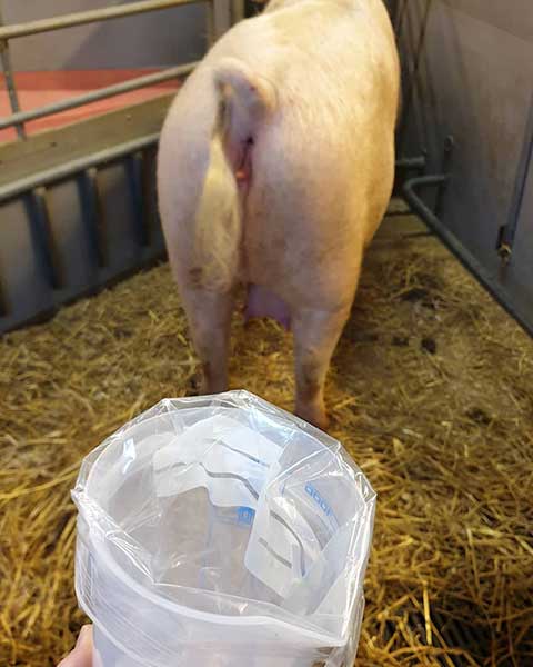 Plastpåse och gris vars urin ska samlas in. Foto.