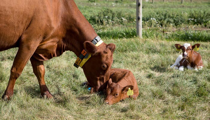 A cow stands next to two calves lying in the grass. Photo.