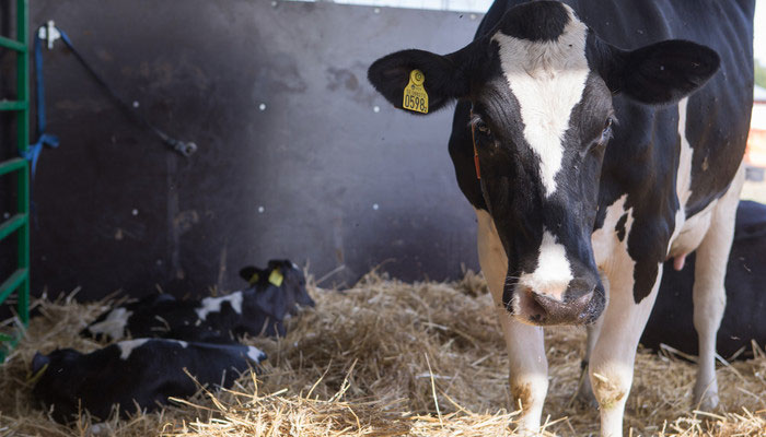 Black and white cow in stable with two calves lying next to it. Photo.