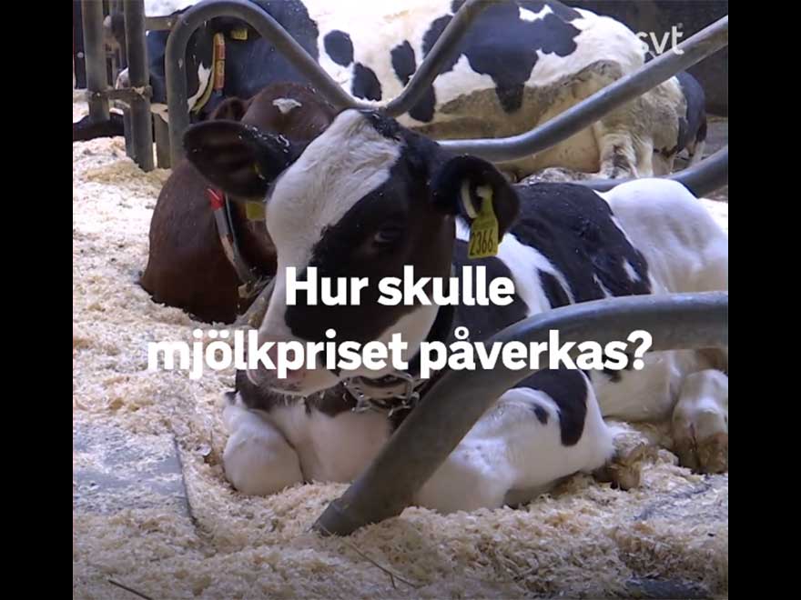 Svart vit kalv i liggbås. Foto.